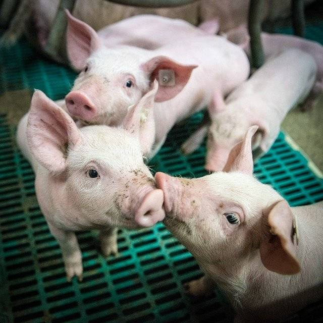 2022年养猪还有补贴吗补多少？养猪补贴所包括哪些内容